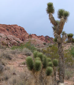 Red Rocks